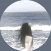 abeer33397