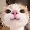 niki_op2312