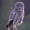 owl170622
