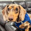 palswithpeanut