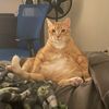 ginger5925