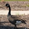 definitely_a_goose