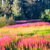 bella_vita_farms7