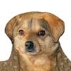 perro.rancio