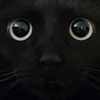 try_kucing