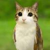 meowl_18