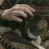 نــبـــأَ