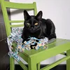 katzenliebhaberin05