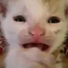 zynotk