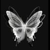 black_butterfly.xyz