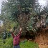 hablandoplantadas
