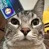 catnap_sla