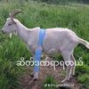 xhoungyan
