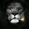 Il Lion black