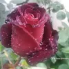 ili456758