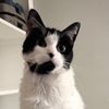 moomitathecat