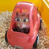 hamsterkiutt