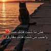 user8293579079137