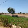 ismailmohamed8478
