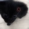 animals4lifeeeee1