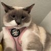 lacythecat002