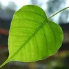 nu.nhan99