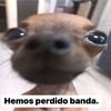insanowazins