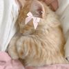 felinshy