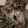 mamalove0888