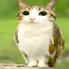 team.meowl0