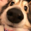 doglover8462