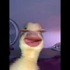 ziicuti8