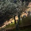 bsk_8877