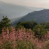 lebanons.natural