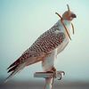 abdul.rahman.mull13