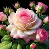 user726440208