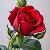 queen.tiktok964