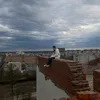 vareeenok