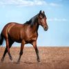 pegaso0086