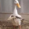 n4l.b