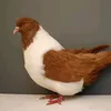 golubokbs284