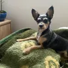 biludoguinho