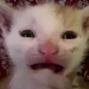 _vunhatminh_0