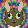 kittydashh