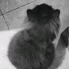 catuhnr_