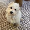 pajamasthemaltipoo