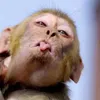 lunglinhlaplanhlaplo