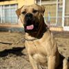 stoicboerboels