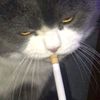 tiiisry