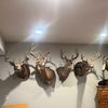 iowaurbandeerhunt